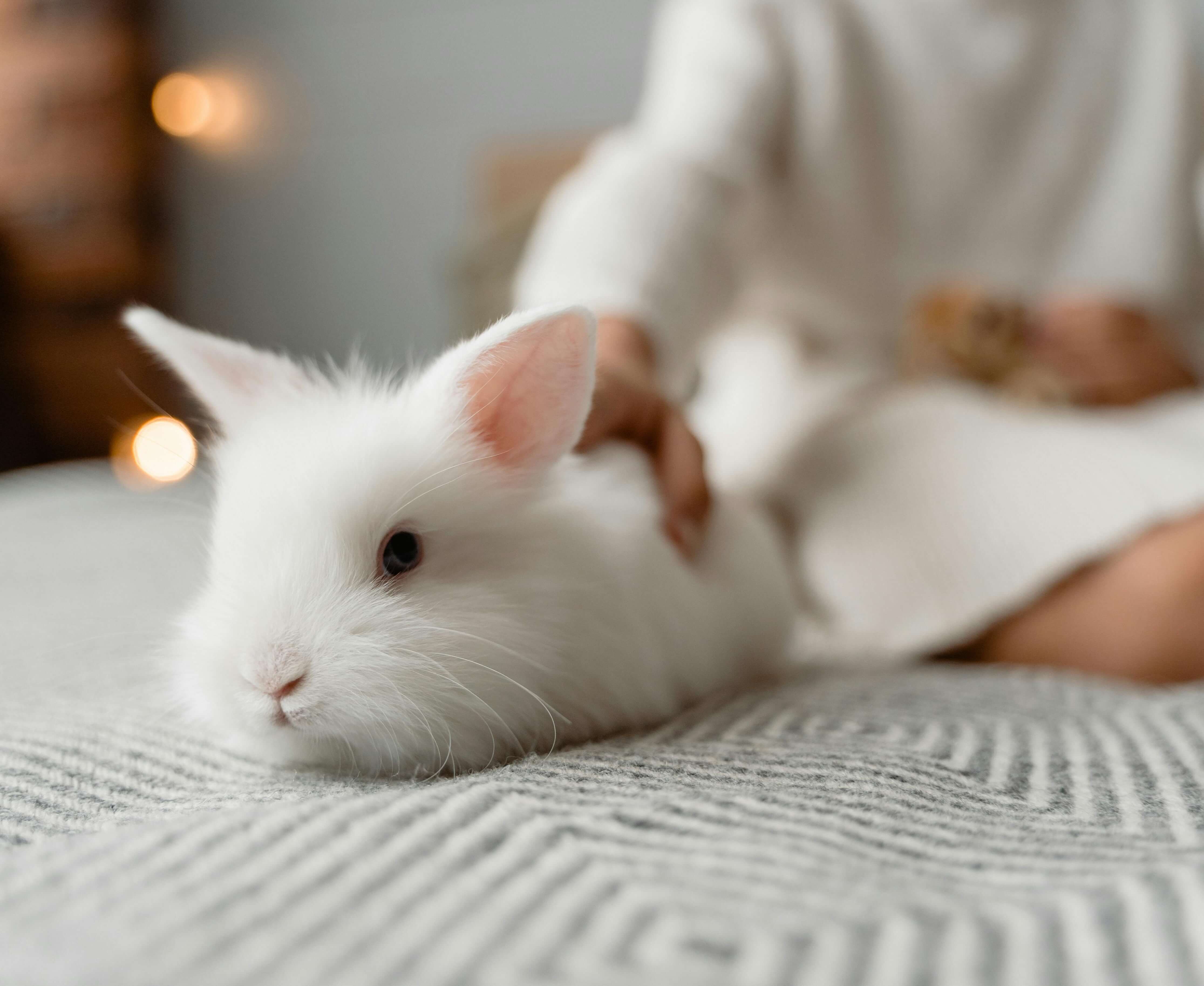 Soft white bunny on a bed representing the importance of gentle cleaning methods for your rabbit vibrator.